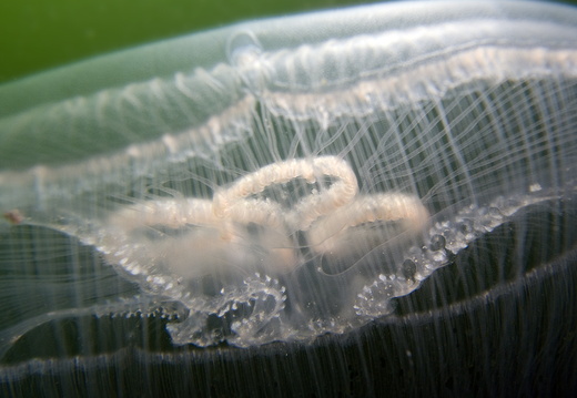 Underwater Photography